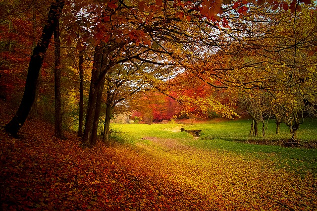 Fall Cleanup Services in Erie, PA